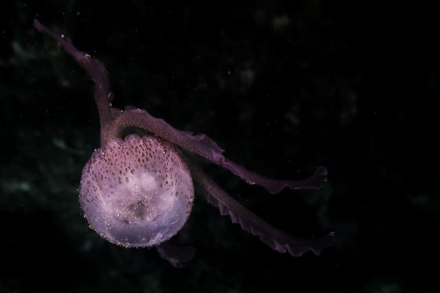 Jellyfish.

Henrik Leerberg, CC BY 2.0 via Flickr: https://flic.kr/p/Yr6J4e