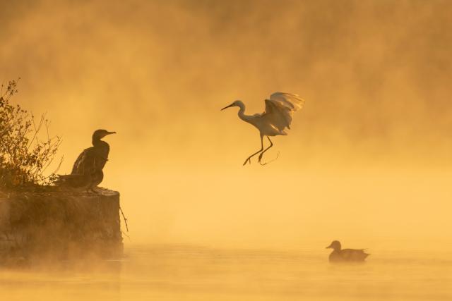  Great cormorant (Phalacrocorax carbo), Little egret (Egretta garzetta) and Gadwell duck (Mareca strepera) in Taudaha Lake, near Katmandu, Nepal.