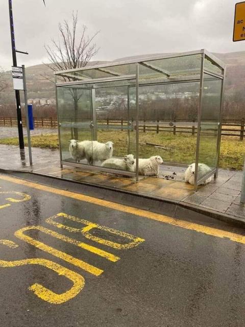 sheep at bus stop