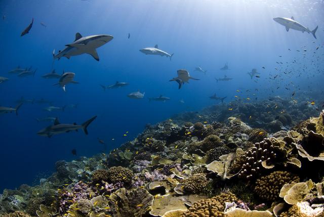 "Sharks over a healthy coral reef in Millennium Atoll in the Southern Line Islands, Kiribati."

Oregon State University, Enric Sala, National Geographic Pristine Seas, CC BY-SA 2.0 via Flickr: https://flic.kr/p/2mn6uud