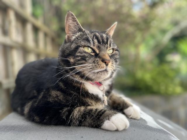 Mittens, a brownish tabby cat, sits outside seemingly contemplating 