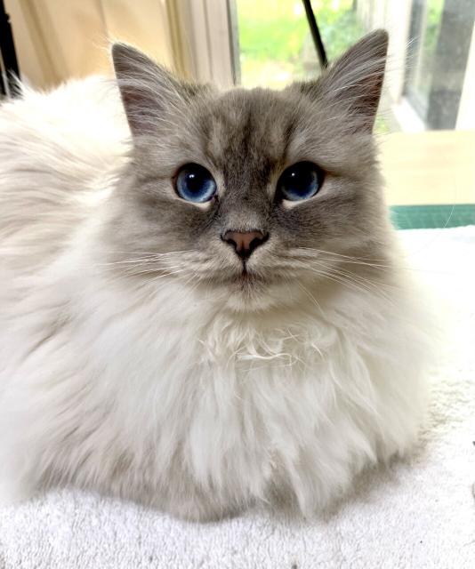 Fluffy white cat with blue eyes sitting on towel