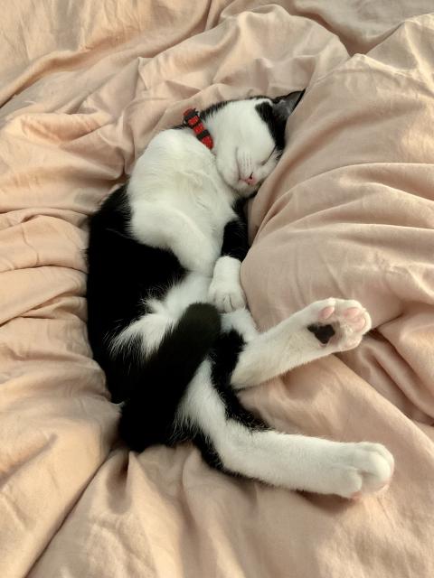 Black and white cat asleep on  their back with legs going in every direction 