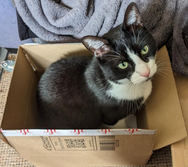 Amos, a black and white cat sits in a cardboard box which is on the floor in front of an armchair. All boxes must be emptied promptly so he can check them for their comfort level. He seems pleased with this one.