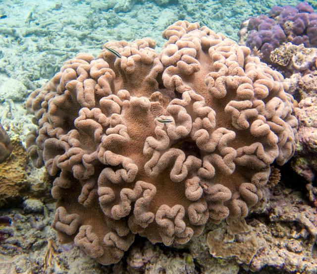 "Coral, Great Barrier Reef, Agincourt Reef off the coast of Port Douglas."

Kenneth Lu, CC BY 2.0 via Flickr: https://flic.kr/p/2i9iMYi