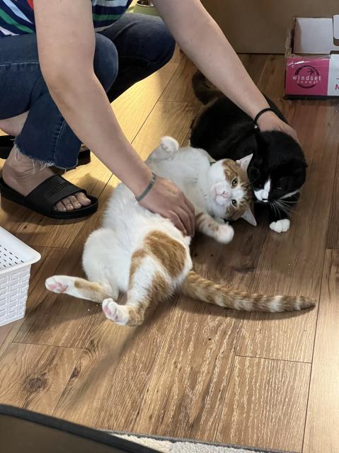 Two cats being petted on th floor by my wife. The orange bicolor is rolling into the tux to push him away.