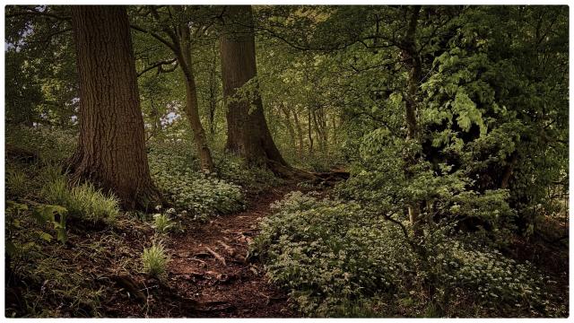 A woodland path meanders through spring time flowers and old trees.