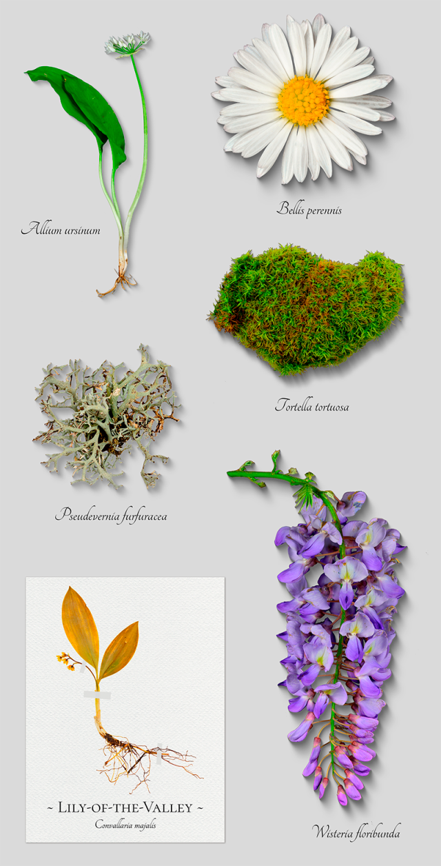A set of cut-out images of Allium ursinum, Bellis perennis, Tortella tortuosa, Pseudovernia furfuraceae, Wisteria floribunda and a herbarium specimen of Convallaria majalis