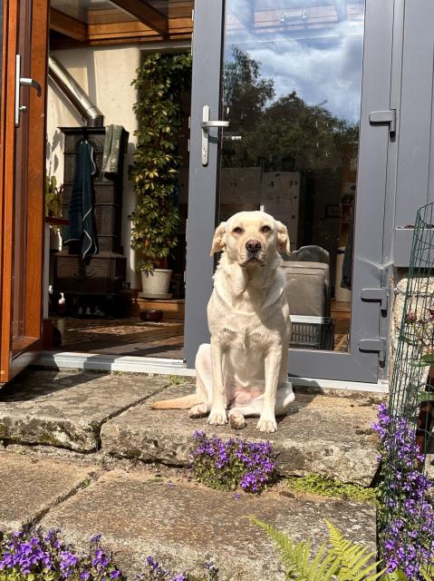 A floppy eared golden labrador dog, sitting at the top of a set of patio steps, with its back to the back door of a house, as if she was guarding it, when all she is doing really is watching me in case I use my tall dog magic to make foods appear.