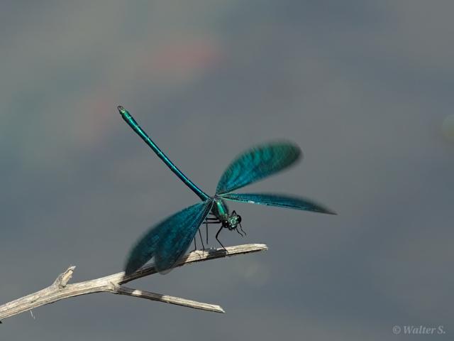 A metallic blue-green damselfly just about to land on a dry twig
