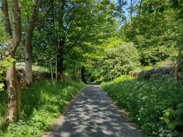 A tree-lined lane with dappled light, some bright spring greens, overgrown grass, blue sky through the branches.