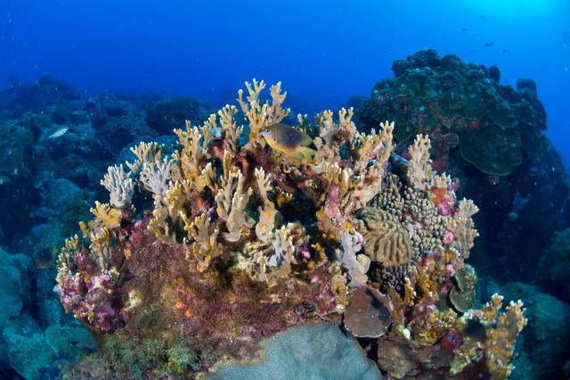 "Flower Garden Banks National Marine Sanctuary is home to some of most healthy and vibrant coral reefs in the northern Gulf of Mexico."

GP Schmahl/NOAA, Public domain via Flickr: https://flic.kr/p/Hensxh