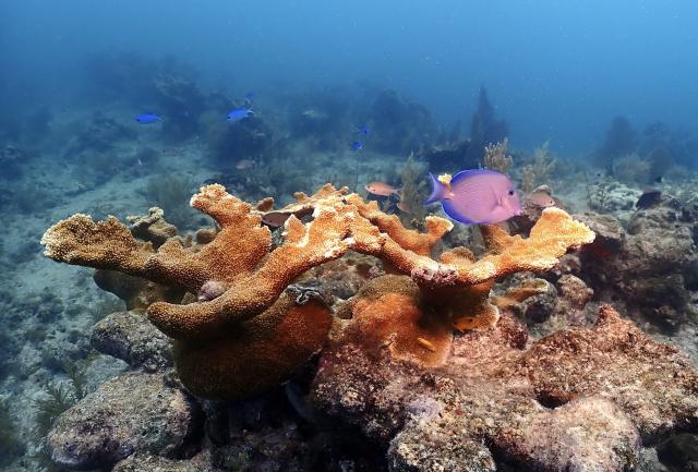 "Elkhorn coral, the Florida Keys."

Daniel/Dan Eidsmoe, CC BY 2.0 via Flickr: https://flic.kr/p/2oDiwgW