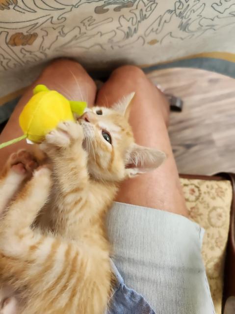 Orange kitten with toy