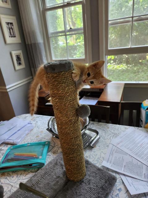 Orange kitten sideways on scratching post