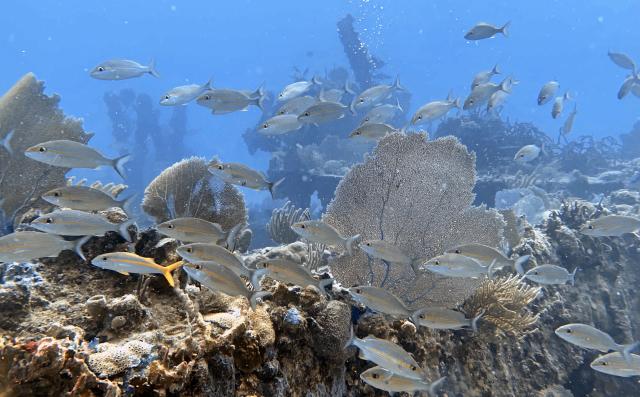 "Coral reef (St. Thomas, Virgin Islands)."

James St. John/Miranda Manross, CC BY 2.0 via Flickr: https://flic.kr/p/2ntNwoA