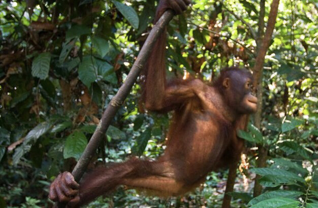 Juvenile orangutan swinging from the trees.