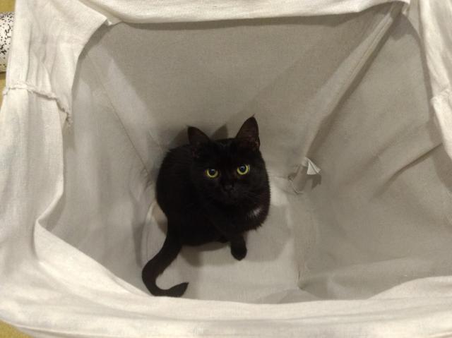 A black cat looking up from within a laundry hamper