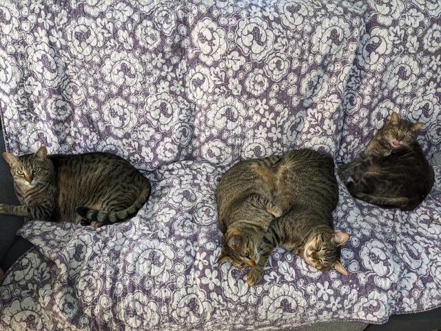 Four tabby cats on a couch. A striped tabby is on the left staring at the camera. A grey classic tabby is on the right, licking her nose. Two striped tabbies are in the middle, tightly cuddling belly-to-belly. They were sleeping until I came in and started taking photos and then they woke up to glare at me.