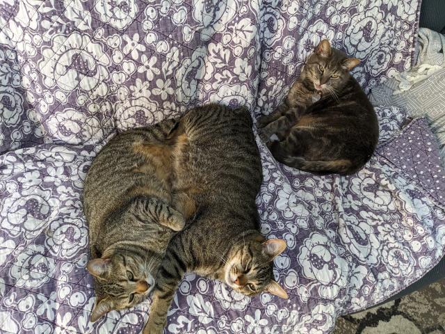 A closer view of the two belly-to-belly striped tabbies, with the grey classic tabby behind them sticking her tongue out only a little bit.