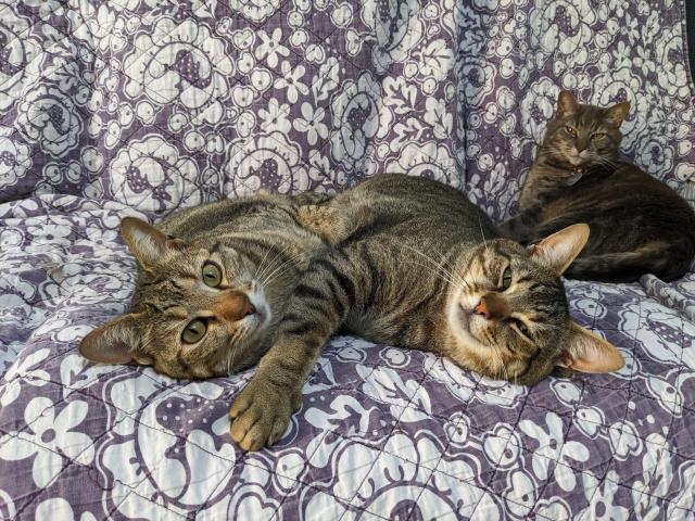 A face-on view of the two striped tabbies who are so tightly cuddled you can barely tell where one stops and the other begins. The grey classic tabby in the background is now just glaring.