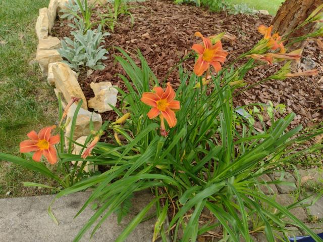 Tiger lilies in my yard