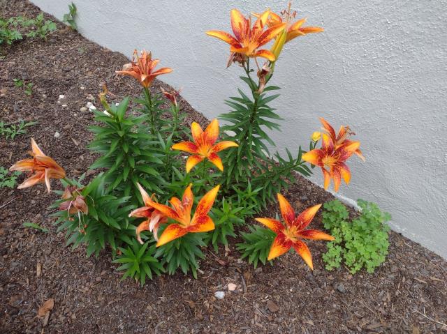 Lilies in my yard