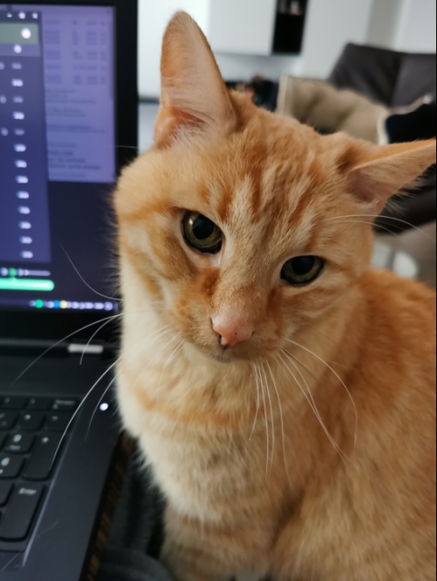 My sweet cat Konijn.