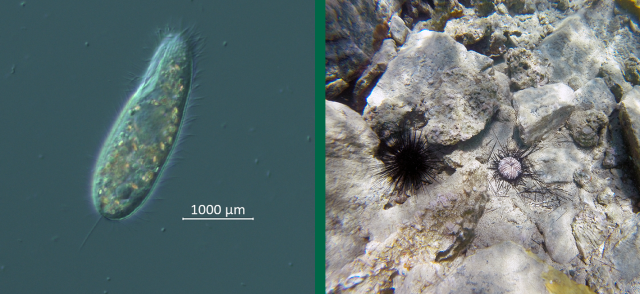 LEFT: Ciliate culture viewed under the microscope. RIGHT: DaSc-affected sea urchin (right) and grossly normal sea urchin (left), St John, April 2022.
