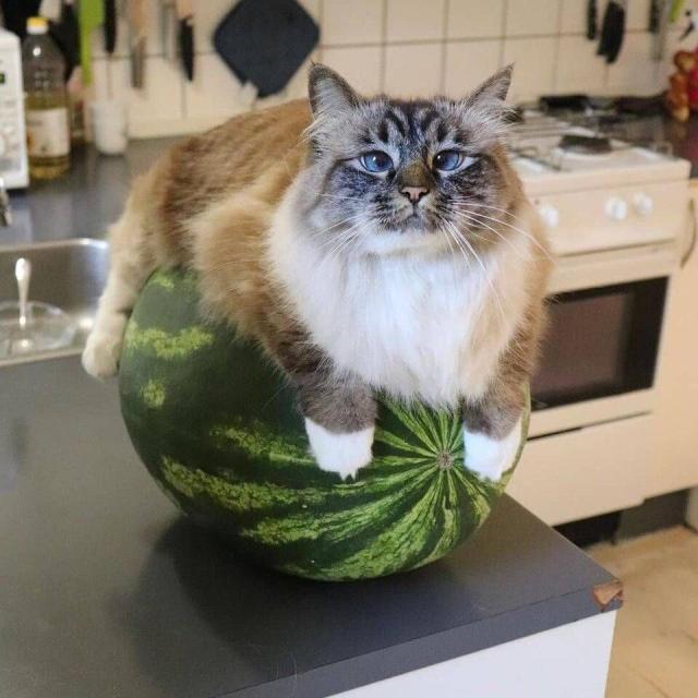 cat with slightly crossed blue eyes looking at camera, as it is draped over a watermelon