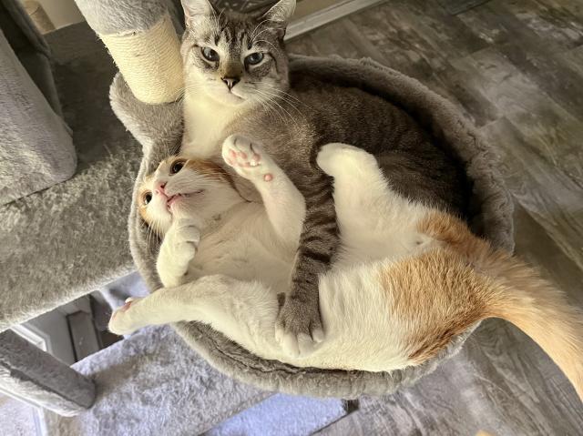 Gray cat holds orange and white tabby down while getting kicked while they both jostle for room in hammock style cat bed