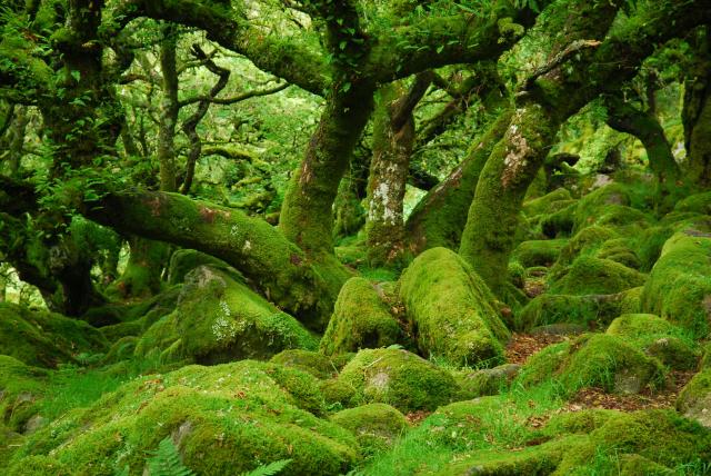 Green limbs of mossy oak.