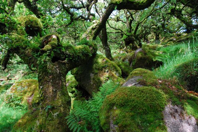 A horned god lurks in the woods 