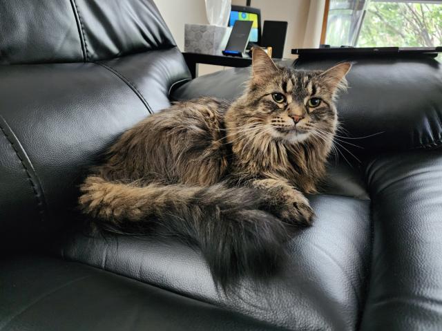 A floofy cat sitting on a couch seat.