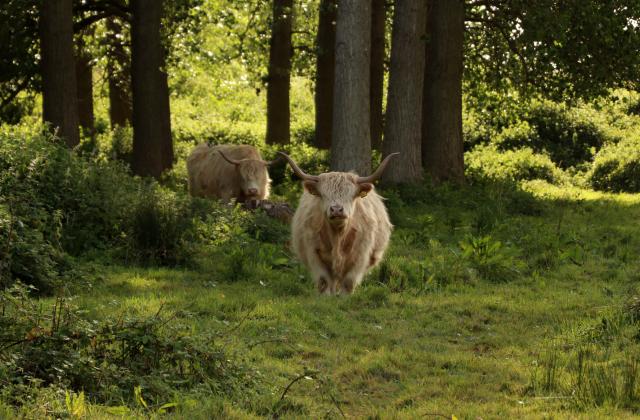 Two Highland Cows approaching the photographer from the shade of the woods. The trunks of several large trees are overhung with dark foliage as the sun bursts through the gaps.