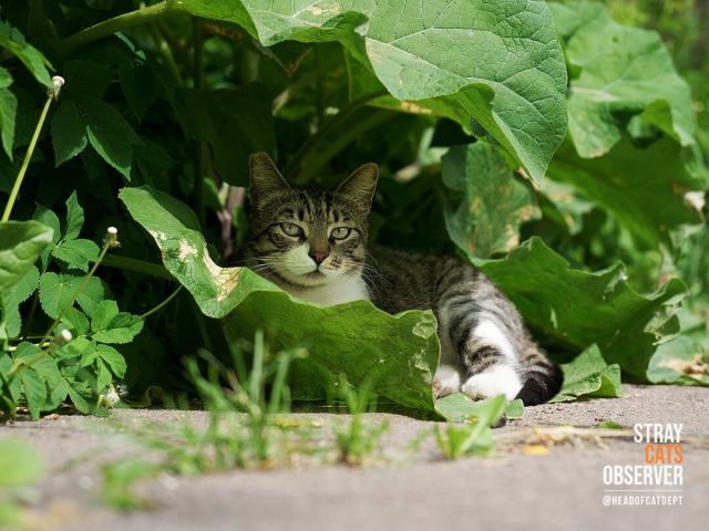 Tabby cat lies under the leaves of burdocks
