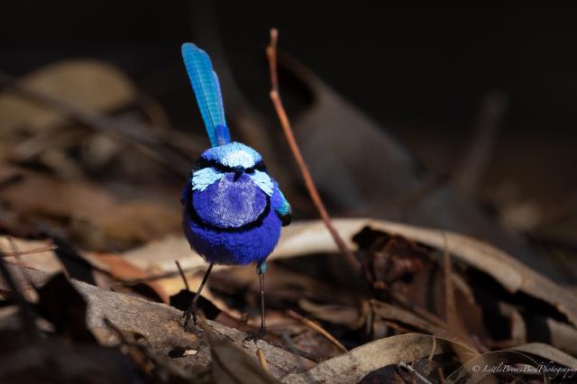 A very very bright blue fairy wren against a dark wood and leaf litter background
