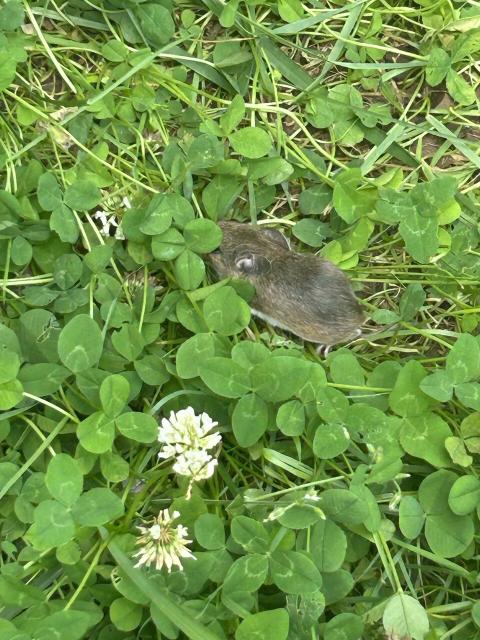 A small brown mouse with a short tail trying to hide in some clover. I gave the poor thing a fright.