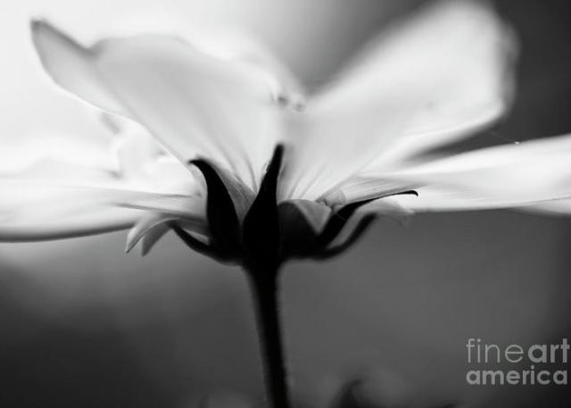 B&W close up photo of a beautiful Cosmos flower in my garden