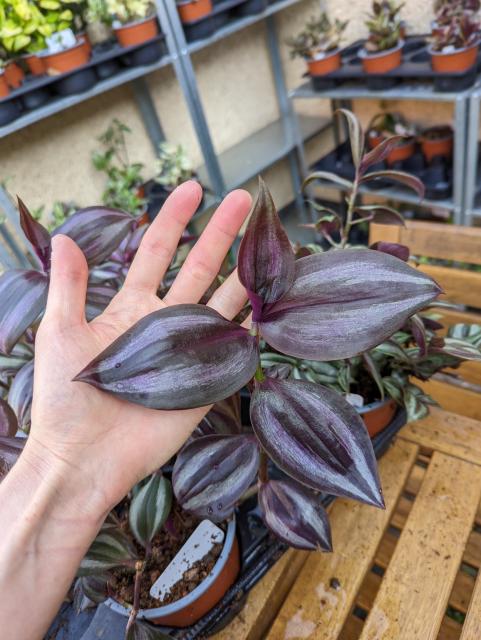 Purple and silver striped tradescantia with my hand behind it, the newest leaves are about as long as my palm.