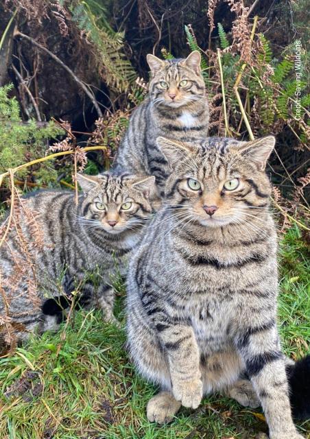 Pic of 3 highland tigers