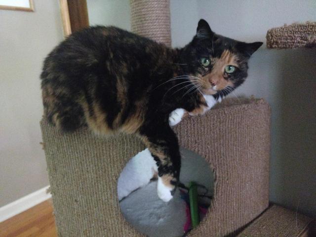 Tortoiseshell cat on a cat climbing toy