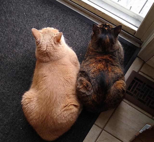 Jacques (beige) and Julia (torbie) keep a watch on the back deck while snuggled together. Julia is usually intolerant of Jacques who just is good natured and friendly with her.
