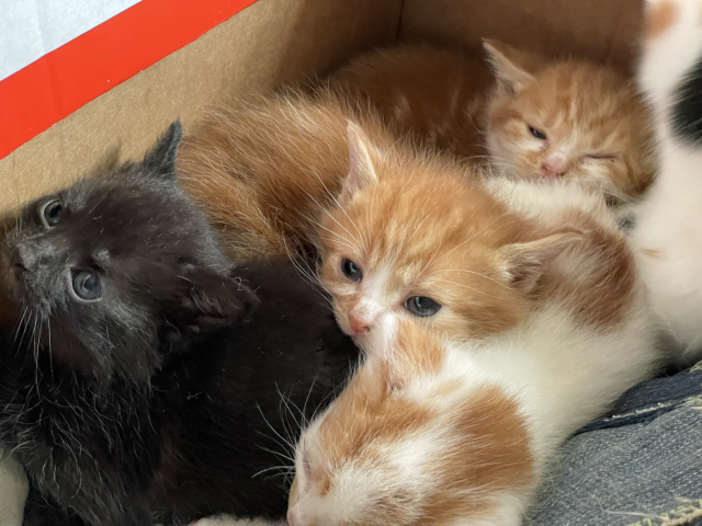 5 kittens in a box, one black, two mostly orange, one mostly white and one calico