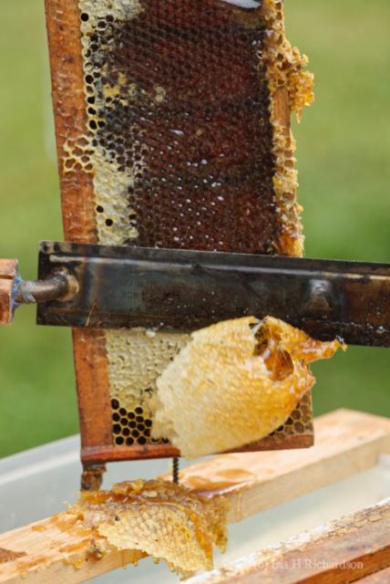 Old hive frame filled with honey to be extracted. A wax knife is cutting off the wax layer. Artist Iris Richardson, gallery Pictorem