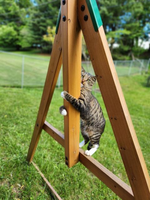 Cat clutching to a swing post with a funny look on his face