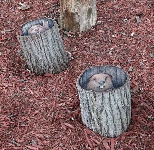 Chalk beavers hiding in chopped down tree trunks by David Zinn