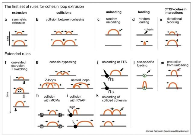 Figure 3 of the review depicting the original and proposed extended rules of loop extrusion in cartoon diagrams. Figure caption: 
Rules of loop extrusion. (a-e) The original rules of cohesin loop extrusion. (f-m) Subsequent rule extensions: (a) Cohesin extrude loops bi-directionally. (b) Upon collision of cohesins, extrusion is stalled on the collided sides. (c) Cohesin stochastically dissociates from chromatin. (d) Cohesin can stochastically reload after having been unloaded. (e) Cohesin is stopped upon collision with a bound CTCF oriented against the direction of extrusion. (f) Cohesin may extrude loops unidirectionally, switching the direction of extrusion periodically. (g) Cohesins may bypass each other upon collision. Left: Formation of overlapping loops (also called ‘Z-loops’) upon one cohesin side bypassing the colliding side of another cohesin. Right: Formation of nested loops upon one cohesin bypassing both the sides of another colliding cohesin. (h) Stalling of cohesin upon collision with randomly positioned MCMs. (i) Stalling and/or pushing of cohesin upon collision with moving RNAP. (j) Cohesins may get stalled and rapidly unloaded at TTSs. (k) Cohesins may get unloaded upon collision with other cohesins. (l) Cohesins may be loaded at a higher rate at specific sites, for example, enhancers. (m) Cohesin is protected from unloading upon stabilization at CTCFs.