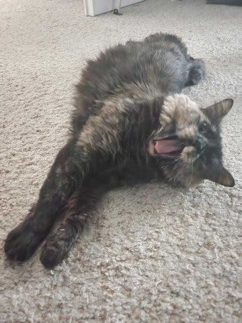 torti cat yawning 