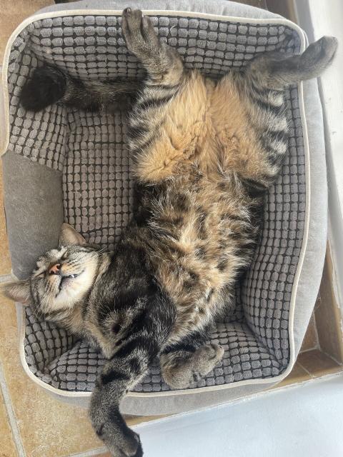 A cat lying on his back, asleep, with his legs spread. He looks like he’s smiling. 